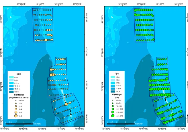 Figur 4 a-b. Geografisk fördelning av fisk (täthet och medelstorlek) i tre områden i Kalmar Sund vid ekolodning  27 sep-
