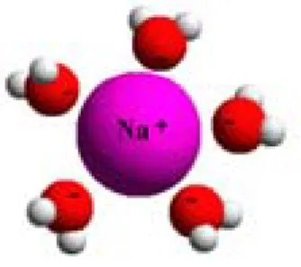 Figur 2.1. En löst natriumjon med sitt skal med vattenmolekyler. OBS! Egentligen är avståndet  mellan natriumjonen och syreliganderna betydligt större än vad figuren antyder