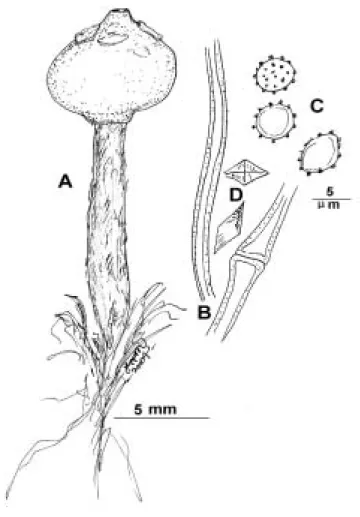Figur 1. Vit stjälkröksvamp,  Tulostoma niveum Kers            A: Fruktkropp  B: Capillitium  C: Sporer D: Oxalatkristaller