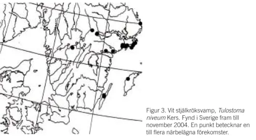 Figur 3. Vit stjälkröksvamp,  Tulostoma niveum Kers. Fynd i Sverige fram till november 2004