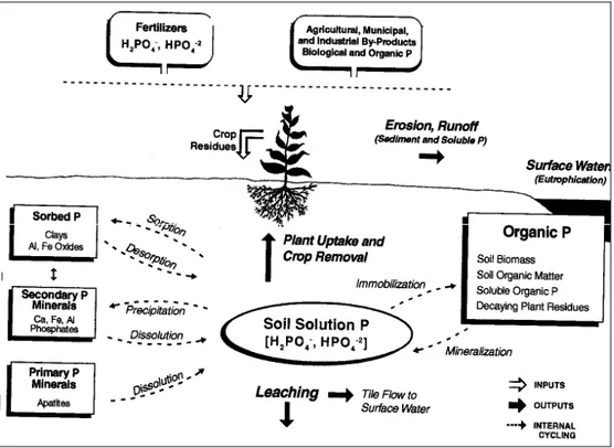 Figur 1. Fosforns omsättning (från Pierzynski et al., 1997).  Fosforupptag av växter 