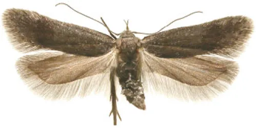 Figur 2. Videsobermal ( Anacampsis temerella )