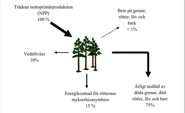 Figur 1. Omkring hälften av den solenergi ett träd assimilerar åtgår för att upprätthålla trädets  livsfunktioner