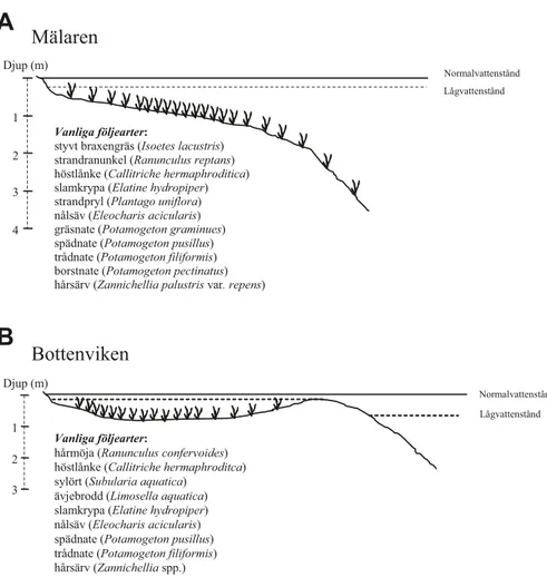 Figur 2. Tvärsnitt av en typisk växtplats för småsvalting i Mälaren (A) och Bottenviken (B)