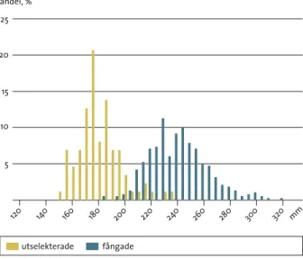 figur  10.3  Längdfördelning i mm av fångade och utselekterade abborrar i stålmjärdar med maskstorlek 19 x 33 mm