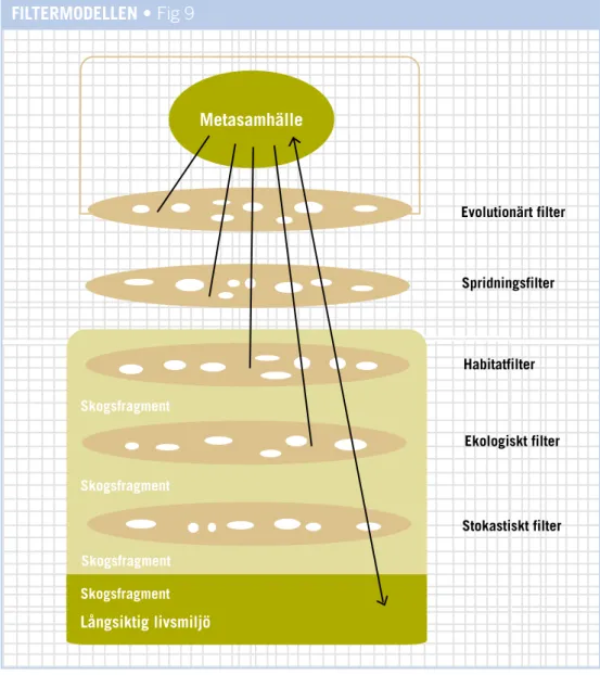 FIG 9: Artsammansättningens koppling till lokala, regionala och evolutionära filter