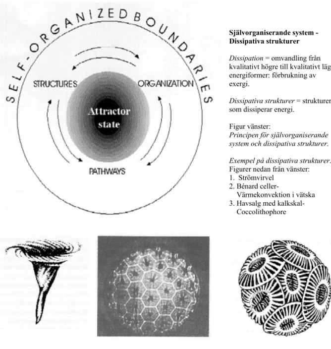 Figur 2:6. Självorganiserande system – Dissipativa strukturer 