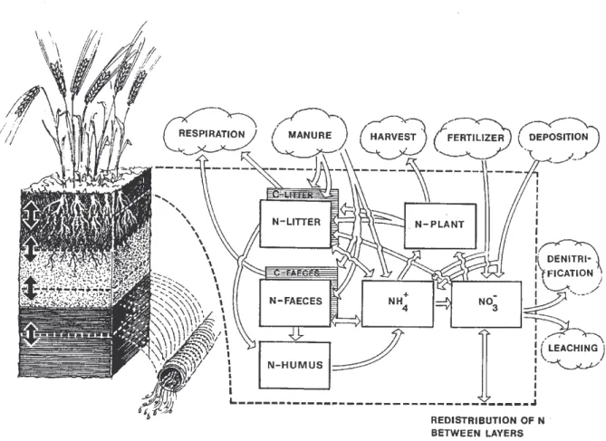 Figur 7. Schematisk skiss över SOIL-N-modellen och simulerade processer i modellen.