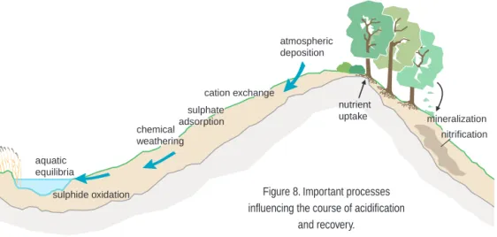 Figure 8. Important processes influencing the course of acidification
