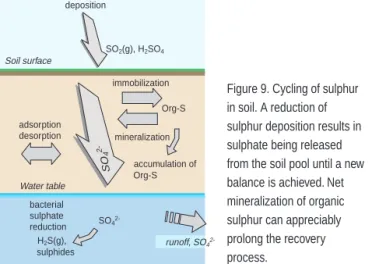 Figure 9 shows how a number of processes interact in the soil sulphur cycle. Soil surface immobilization mineralization accumulation of bacterial sulphate  reduction sulphidesWater table runoff,depositionOrg-SOrg-SH2S(g),SO2(g), H2SO4SO4 2-SO 4 2-SO42-adso