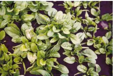 Figure 4.4. Visible ozone injury to spinach. Photograph: Lena Skärby/IVL.
