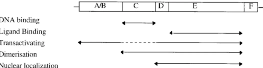 Figure  2.1 Schematic drawing of  the organization of  receptors in the nuclear hormone superfamily