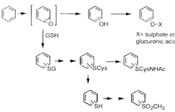 Figure 5.1. Simplified metabolism scheme for aromatic compounds.