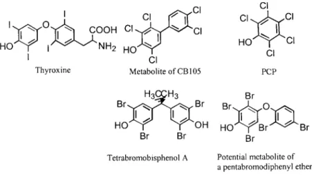 Figure 5.11. Structures of  some phenolic, or metabolically hydroxylated, xenobiotics that compete with thyroxine for transthyretin, and structures of other potential competitors (to the right).