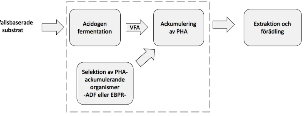 Figur 2.3: Trestegsprocessen för PHA-produktion med efterföljande extraktion och förädling