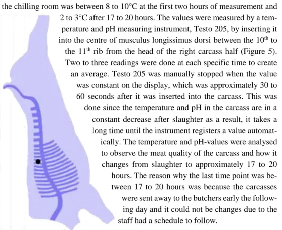 Figure 5. An illustration of the outline of the carcass and ribs upside-down. The black dot represents  where Testo 205 was inserted to measure the temperature and pH-values