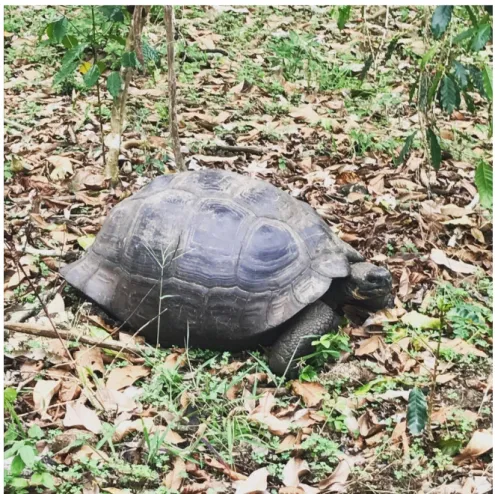 Figure  5.  A  tortoise  chilling  at  a  farm  after  successfully  eating  some  pineapples  from  the  plantation