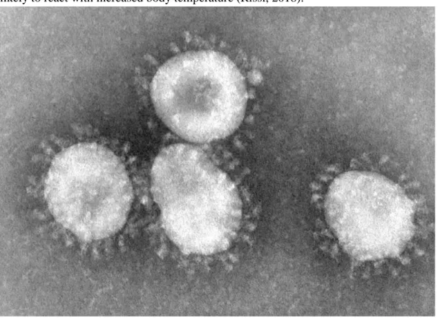 Figure 1.Coronaviruses by CDC/Dr.Fred Murphy 