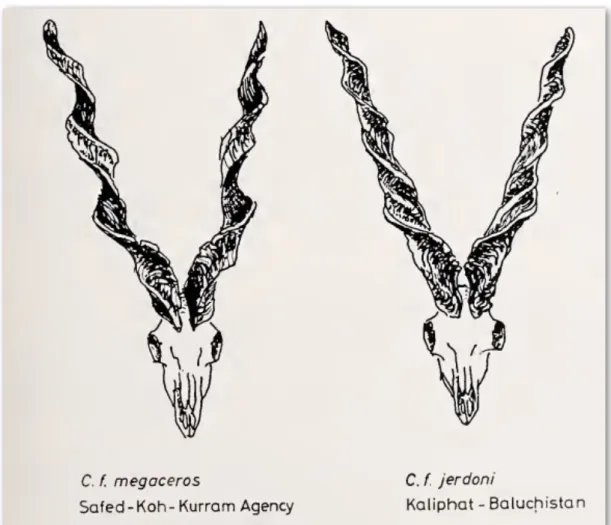 Figure  4:  Illustrations  of  the  shape  and  size  of  the  horn  of  Markhor  from  south- south-western lower regions (Roberts, 1969).