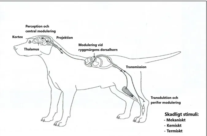 Figur 1. Transmission och modulering av smärta. Modifierad bild, original Gaynor &amp; Muir (2009)