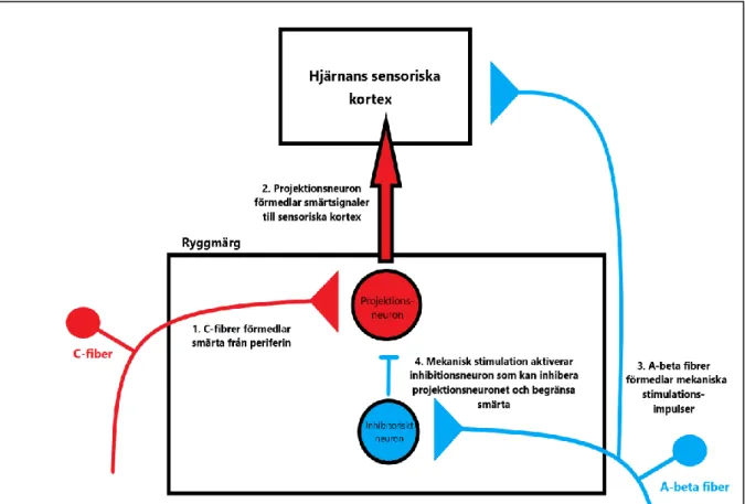 Figur 2.” The Gate Control Theory of Pain”. Baserat på bilden ”Pain Gate Theory” av Joshya 