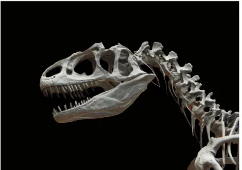 Figur 5. Senaste gången arter dog ut i samma takt som de gör idag var när  dinosaurierna dog ut