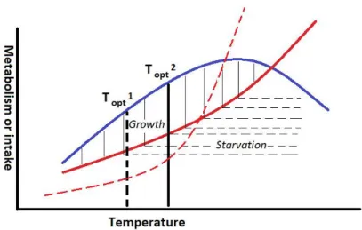 Fig 1. Temperature dependent relationship between food intake and metabolism. Red line is metabolism and 