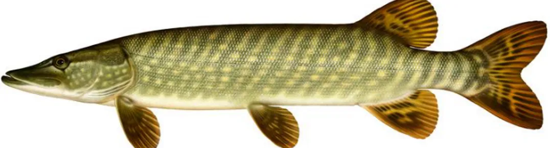Figure 3. The northern pike (Esox lucius). Illustration: Artdatabanken, by Linda Ny-