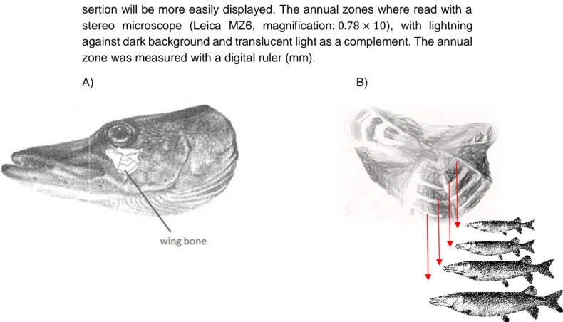 Figure 6 A) The location of the wing bone on the pikes head (illustration from Thoresson, 1996)