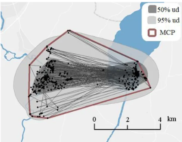 Figure 1: An example of a home range size of a goose at  Töreboda during autumn 2016. MCP (24.9 km2) is  rep-resented by a brown line