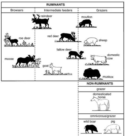 Fig. 1: Redrawn classification made by Hofmann (1989), of wild (dark) and domesticated (white) ungulate species existing in 