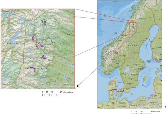 Figur 1. Geografisk position av älgarnas rörelsemönster i Västerbottens län.  