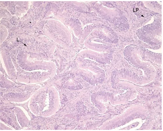 Figure 4. Distal intestine evaluated as inflamed. 