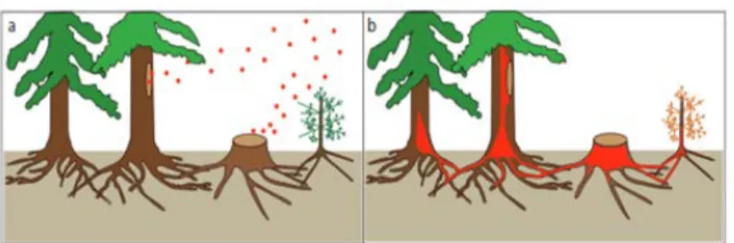 Figure 2. a) Colonization of a fresh stump and wound by H. annosum s.l. spores. b) Spread of the pathogen by  grafting (Nemesio-Gorriz, 2015) 