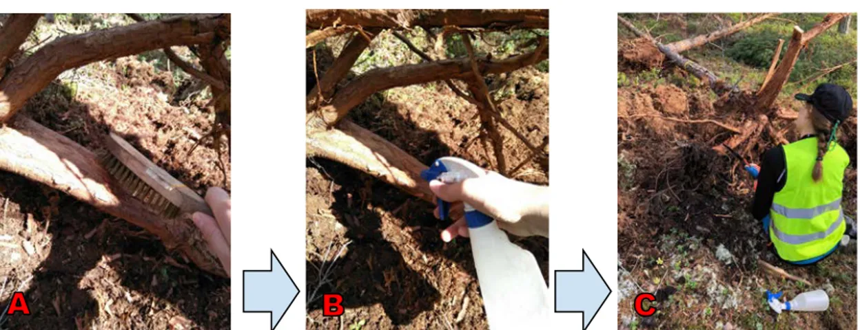 Figure 5. Sampling procedures ((A) Brushing off the soil; (B) spraying 70 % ethanol solution; (C) cutting the  disc using a hand saw) 