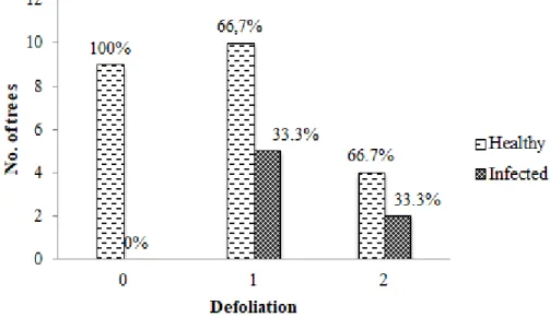 Figure 10. Defoliation in infected stands - amount of healthy an infected trees compared 