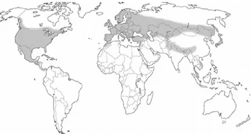 Figure 1.  Global distribution of Heterobasidion annosum complex (Korhonen, 2004) 