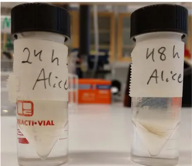 Figure 4: FPI samples after 24h incubation and 48h incubation 