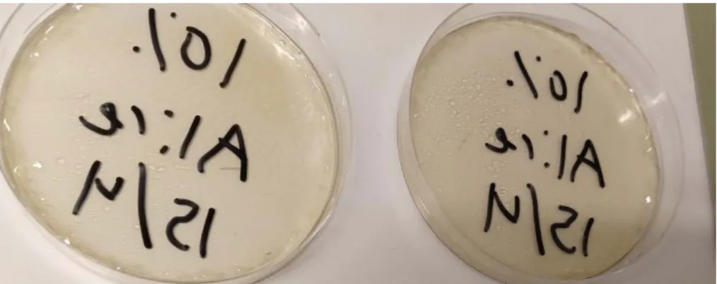 Figure 9: to the left is the film lying further out in the oven and to the right is the film laying further in  in the oven while drying 