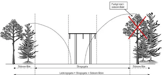 Figur 1. Ledningsgatans uppbyggnad samt vad som kan vara ett farligt kantträd (Svenska  kraftnät, 2010, s