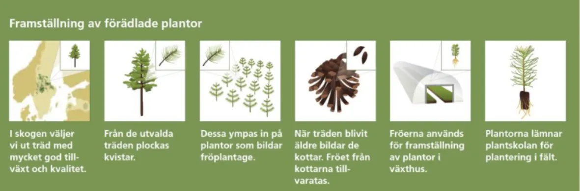 Figur 1. Processen från urval av föräldraträd till färdig planta (Bergvik Skog Plantor 