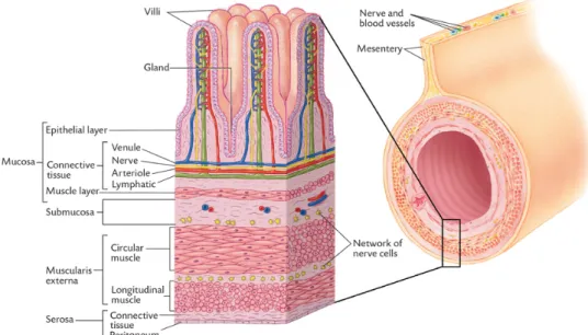 Figure 1. Structure of the small intestine. Most of the digestive tract in pigs are constructed in the same  way (Sjaaastad et al., 2010)