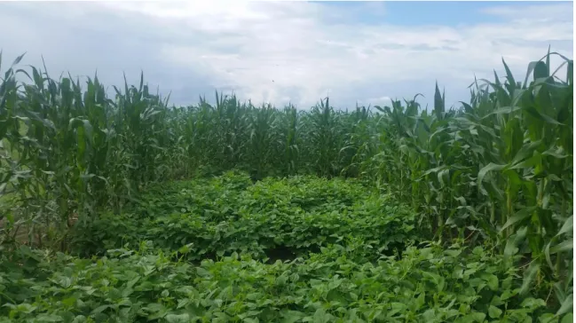 Figure 7 Field trial site in 2018 at Mungushi, (Arusha region) Tanzania. Planted to vigorously  growing sole lablab or maize-lablab intercrop