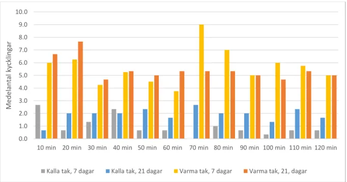 Figur 2. Genomsnittliga antalet kycklingar som registrerades under samtliga KT och VT vid 7 samt 21  dagars ålder