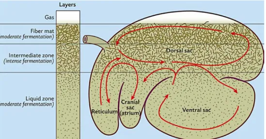 Figur  2: Illustration av våmmens olika foderskikt  (Sjaastad et al., 2016). Tillstånd av Scandinavian 