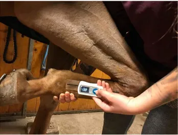 Figur 7: M ätning med digital goniometer  över skenben. (foto: Nicole Gandre Lauridsen) 