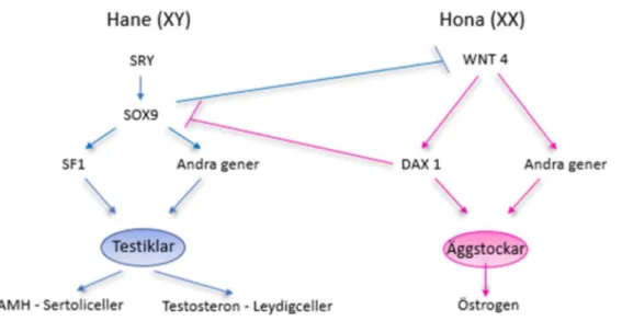 Figur 3: Schematisk bild över hur gener påverkar differentiering av testiklar respektive äggstockar