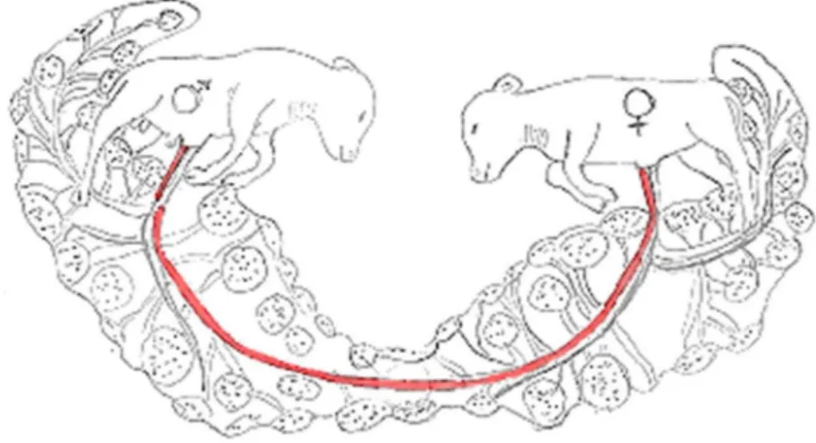 Figur 5: Schematisk bild över vaskulära anastomoser mellan fostren under tvillingdräktighet hos nöt
