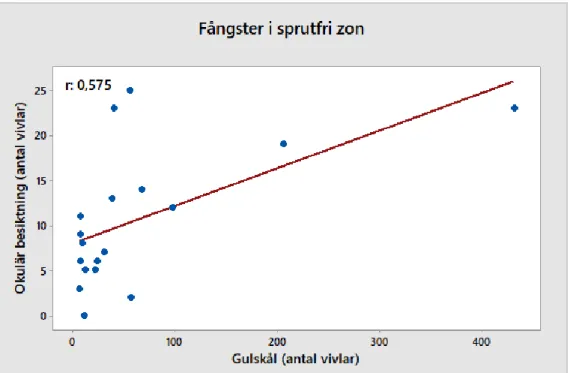 Figur 13. Sambandsdiagram med regressionslinje över antal vivlar avräknade med okulär besiktning  (x-led) mot fångster i klisterskiva (y-led) i sprutfri zon där r-värdet är 0,587 och p-värdet är 0,010 vilket  ger ett samband med signifikans