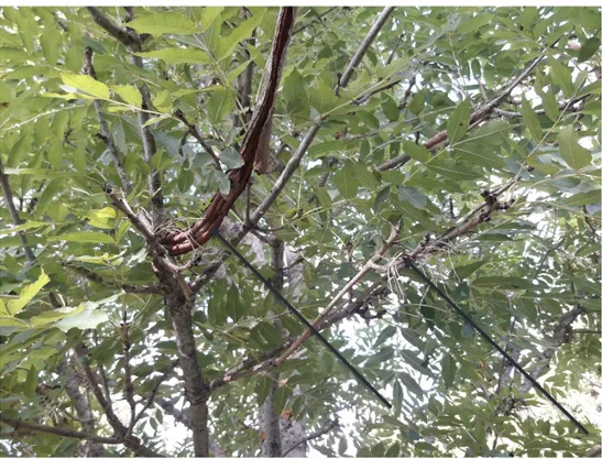 Figure 4. Stem lesions, dead twigs and dead rachises on a resistant tree. Indicated by arrows